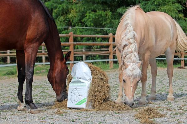 Alimentare il cavallo in primavera